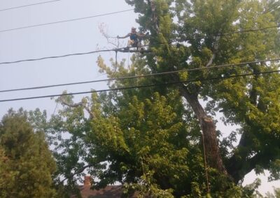 Safe & Efficient Tree Cutting