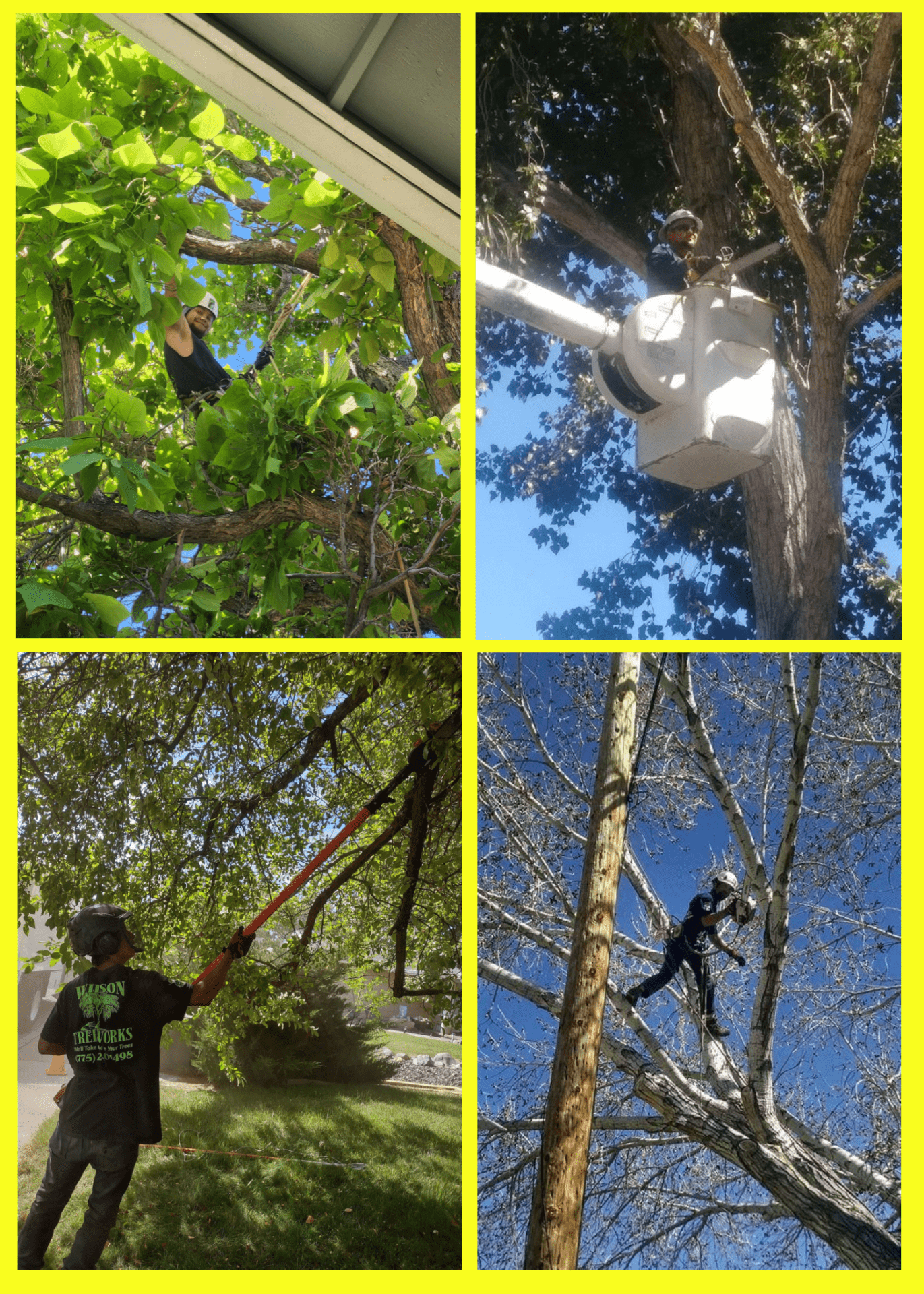 Wilson Tree Works Tree Removal Service