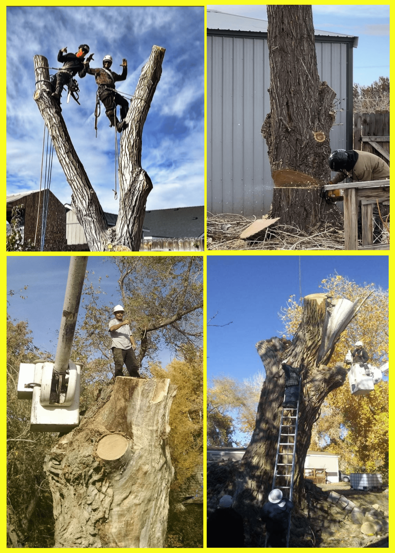 Large Tree Removal by Wilson Tree Works
