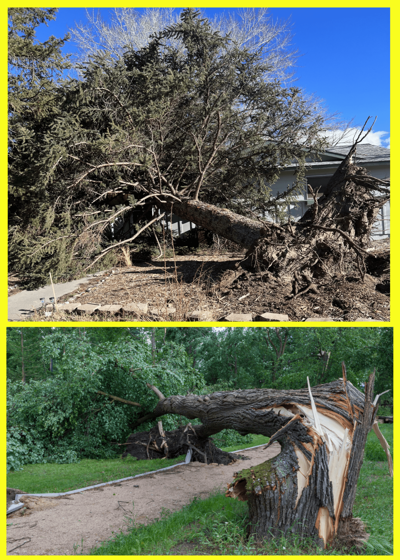 Professional Tree Care