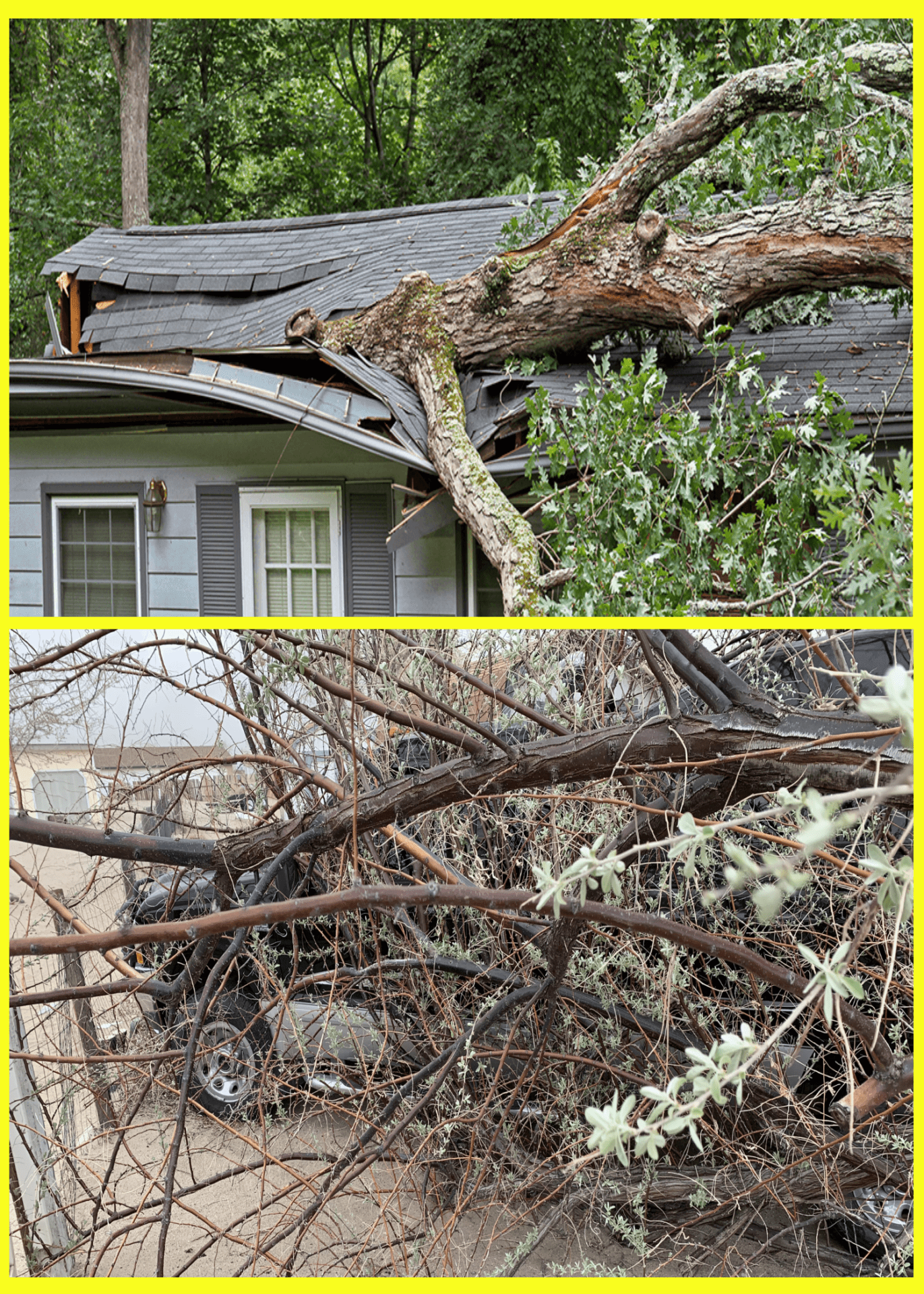 Safe tree removal practices by Wilson Tree Works