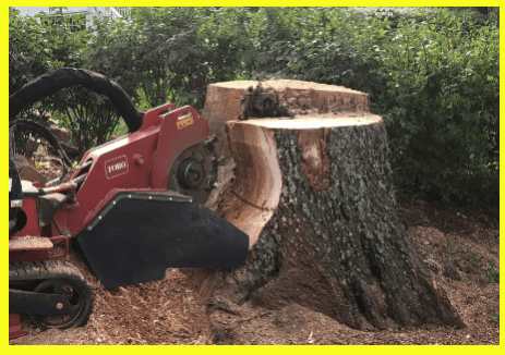 Tree Cutting