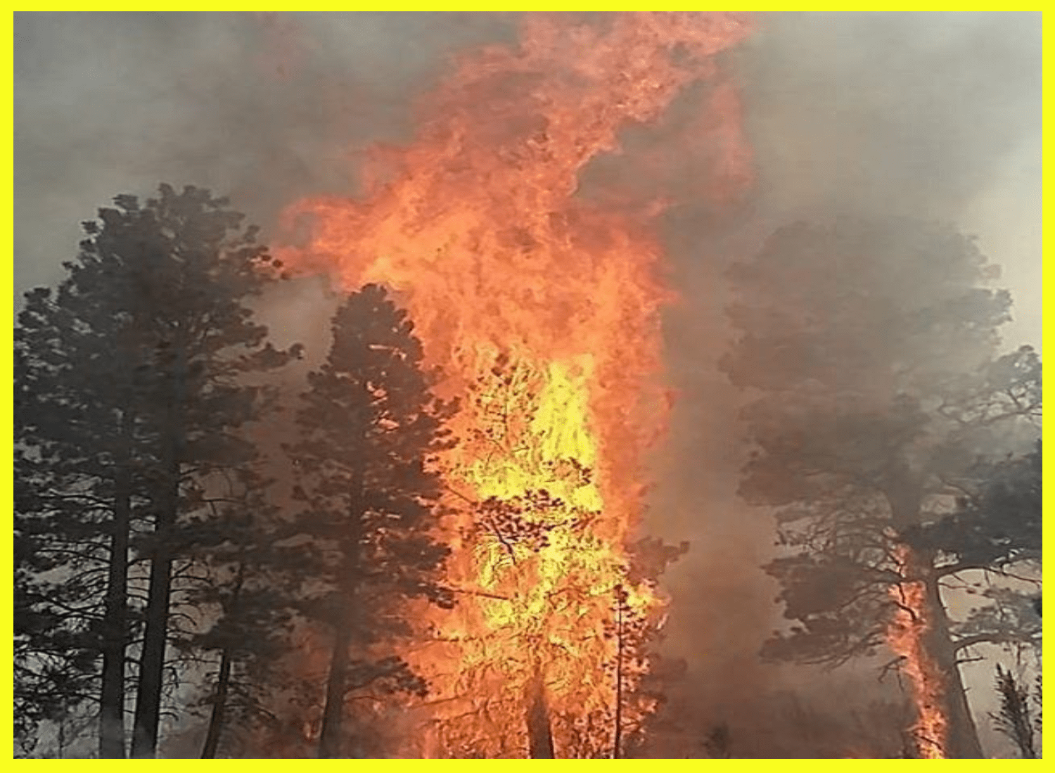 Fire Fuel Reduction & Defensible Space