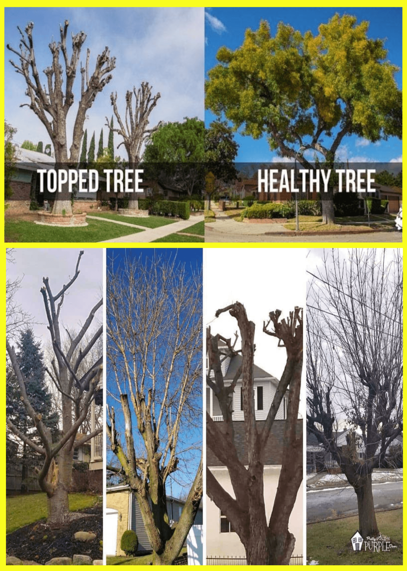Healthy Tree Care Service by Wilson Tree Works