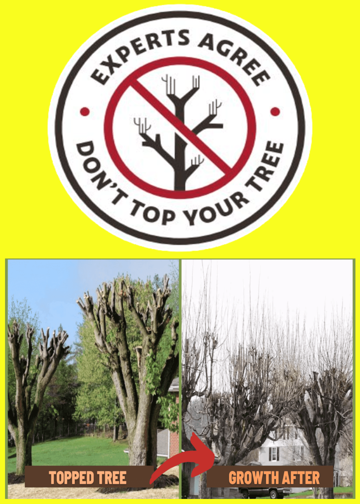 Tree Topping Experts